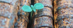 semente nascendo em meio ao telhado - renovação - artigo inovação no varejo