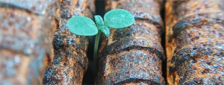 semente nascendo em meio ao telhado - renovação - artigo inovação no varejo