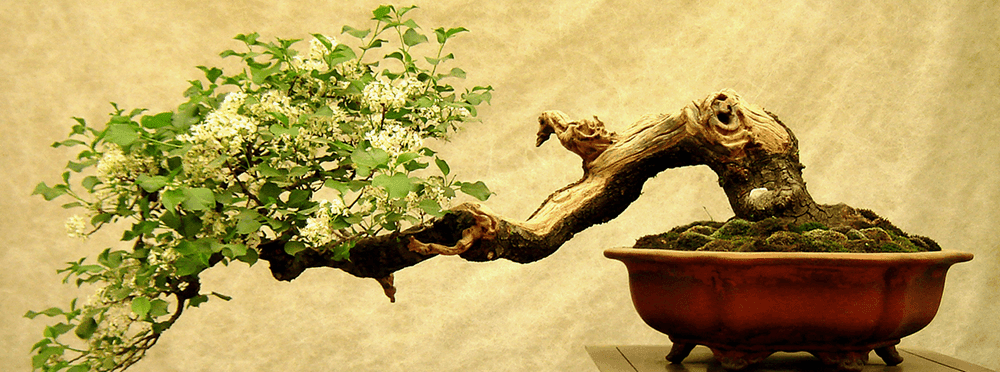 Conheça o modelo de Gestão Bonsai e o que isso significa para os líderes e suas empresas